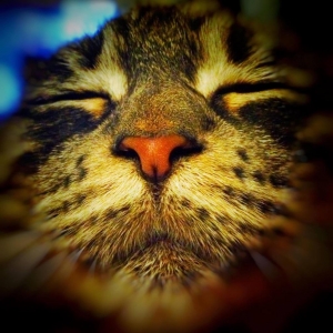 dirchy