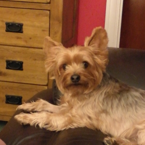 teddy