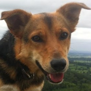 nutbrowndog