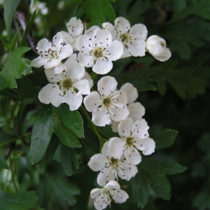hawthorn