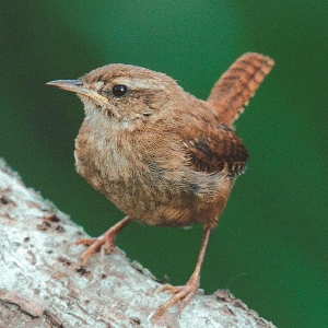 Pippae