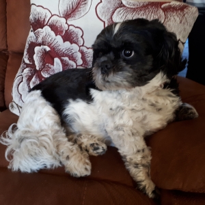 oscartheboy