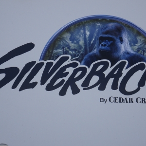 silverback